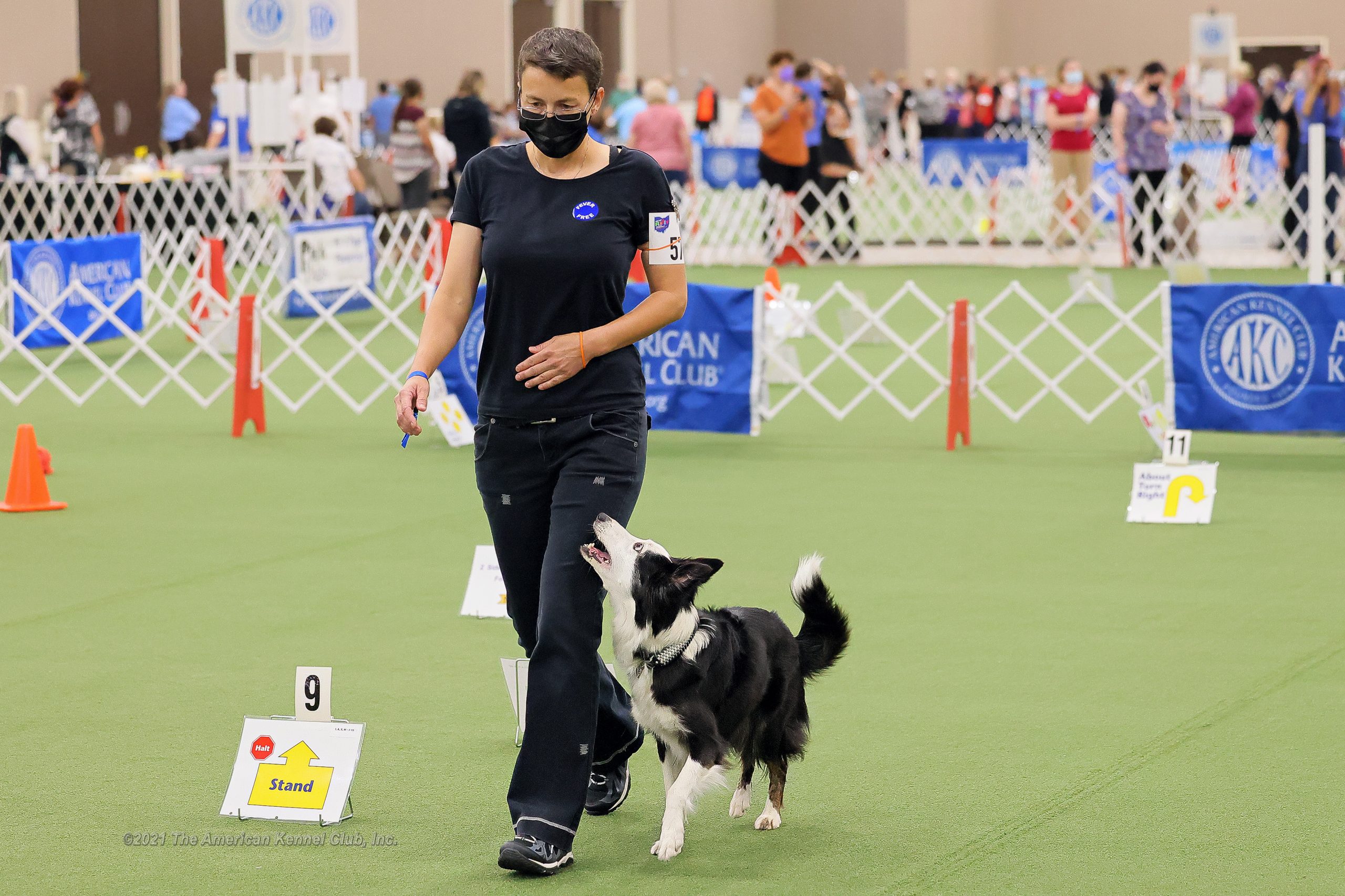 AKC Rally National Championship or AKC National Obedience Championship Dog Show action or awards photo